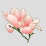 牡丹花卉