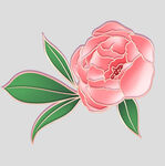 牡丹花卉