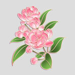 牡丹花卉