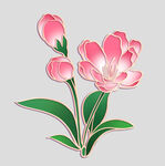 牡丹花卉