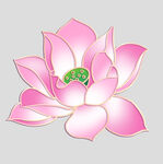 牡丹花卉