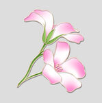 牡丹花卉