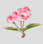 牡丹花卉
