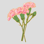 牡丹花卉