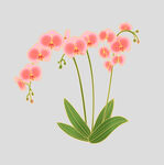 牡丹花卉