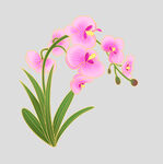 牡丹花卉