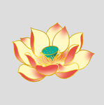 牡丹花卉