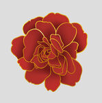 牡丹花卉
