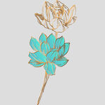 牡丹花卉
