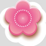 牡丹花卉