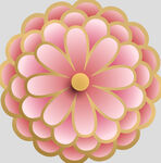 牡丹花卉