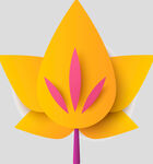 牡丹花卉