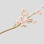牡丹花卉