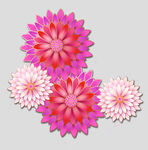 牡丹花卉