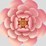 牡丹花卉