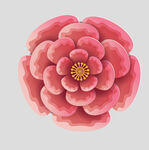 牡丹花卉