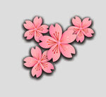 牡丹花卉
