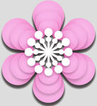 牡丹花卉
