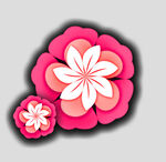 牡丹花卉