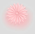 牡丹花卉
