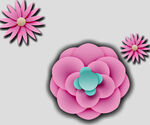 牡丹花卉