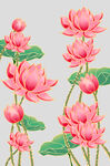 牡丹花卉