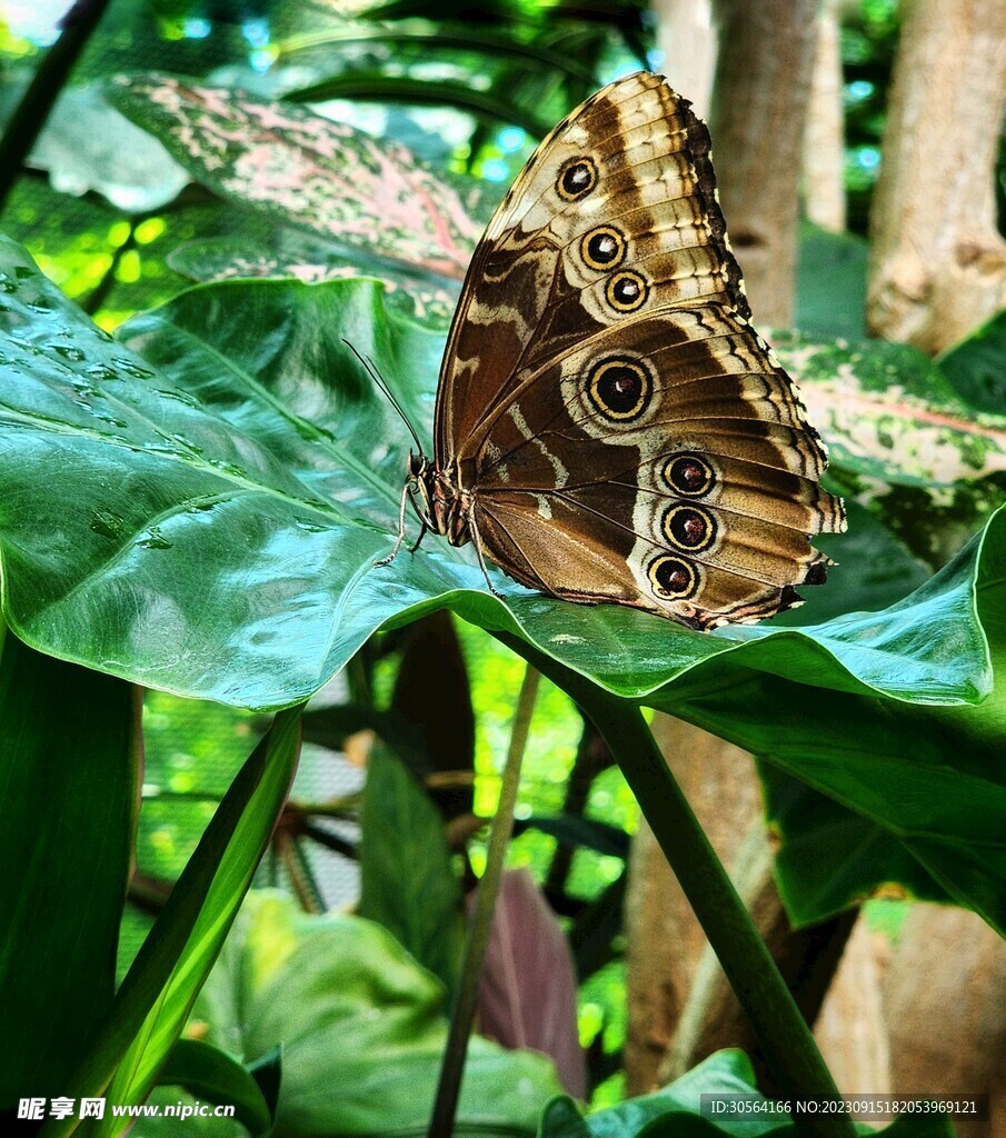 蝴蝶