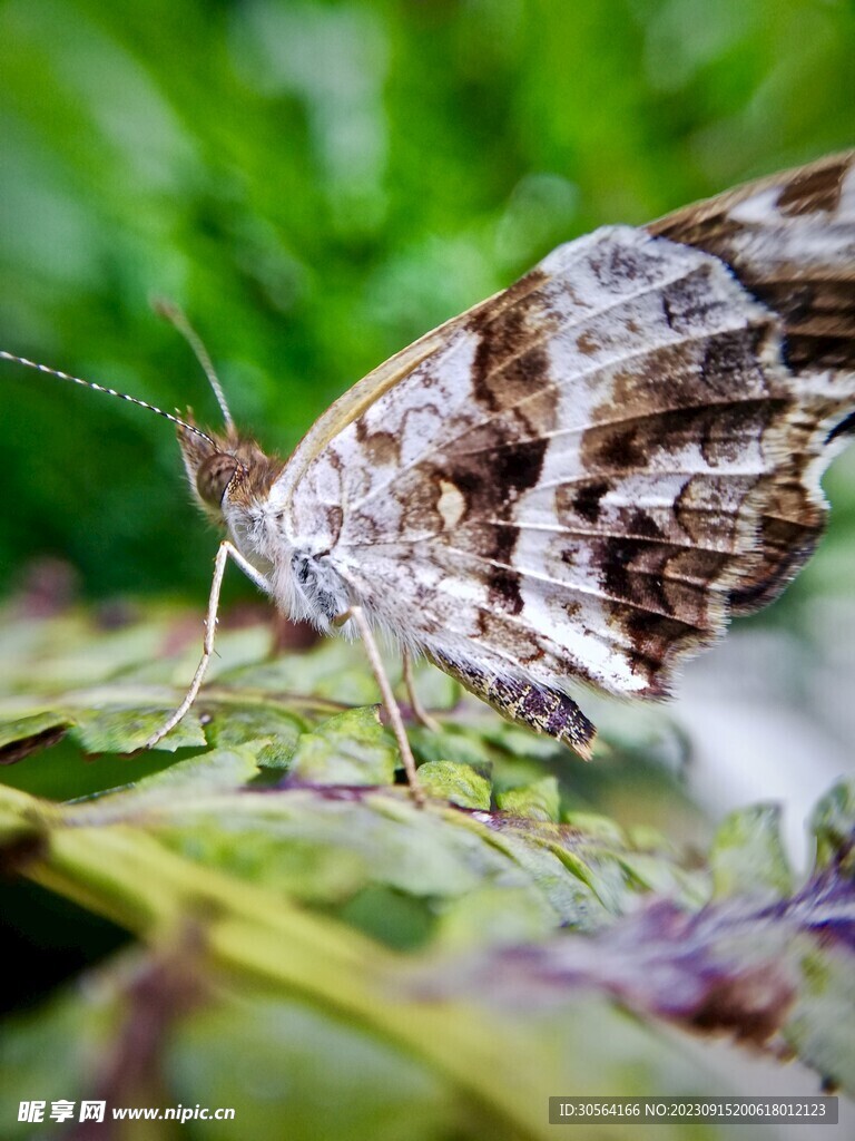 蝴蝶