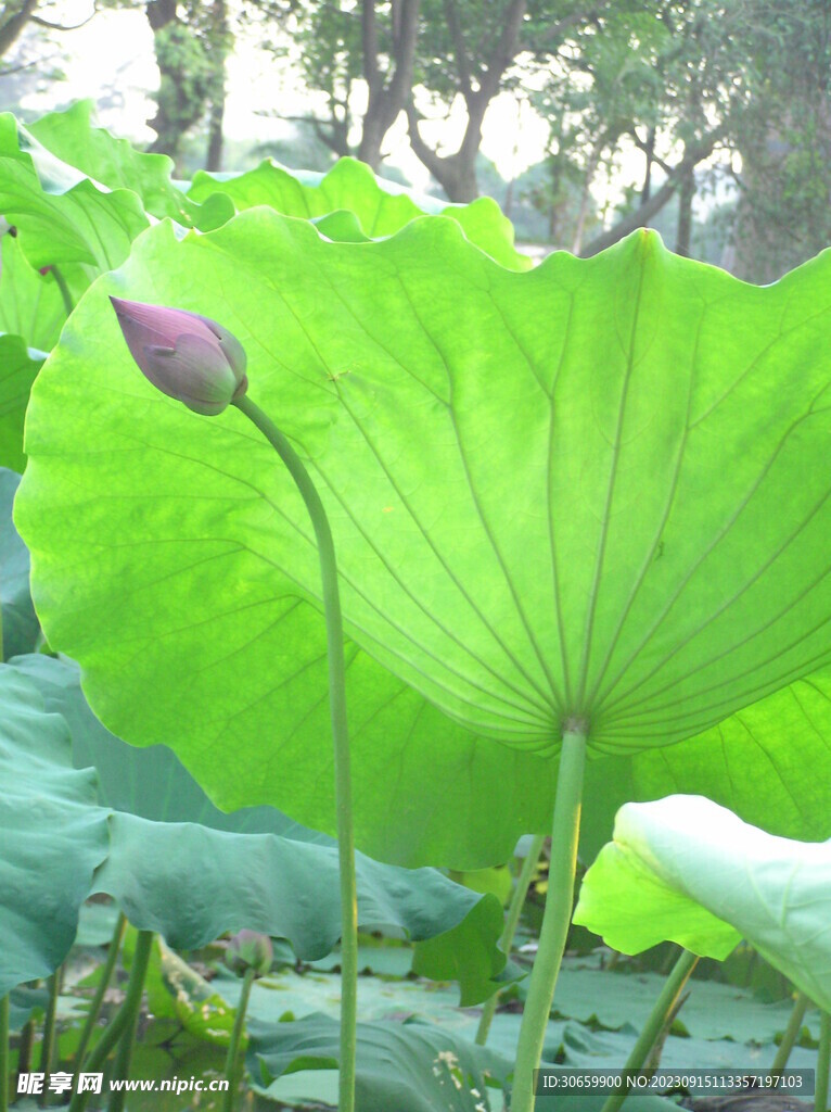 荷花