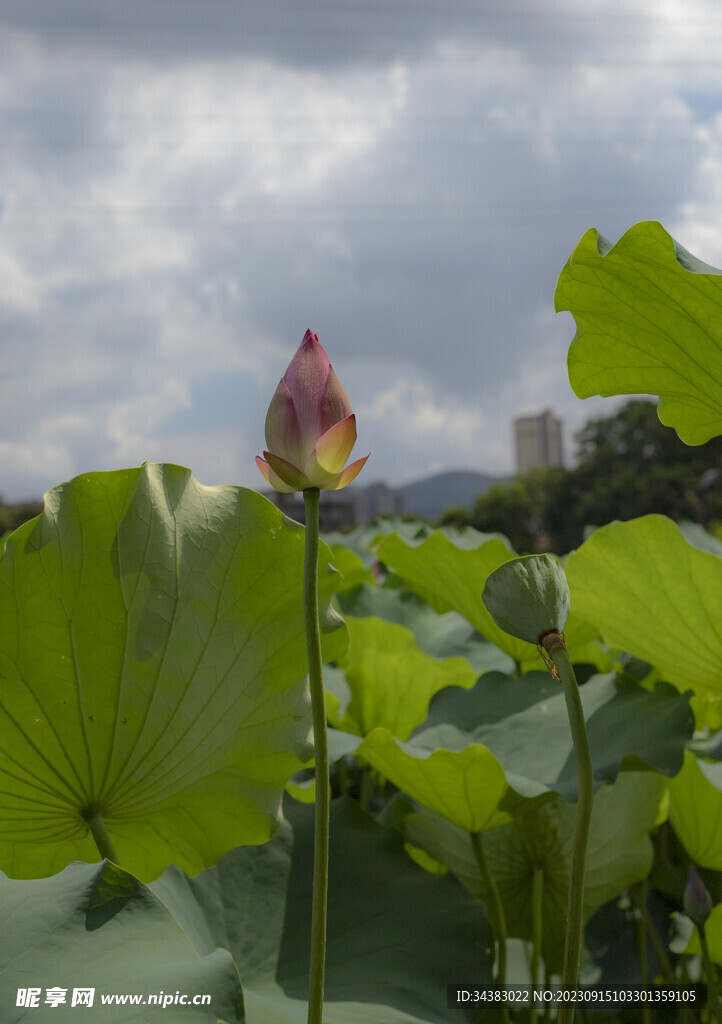 荷花