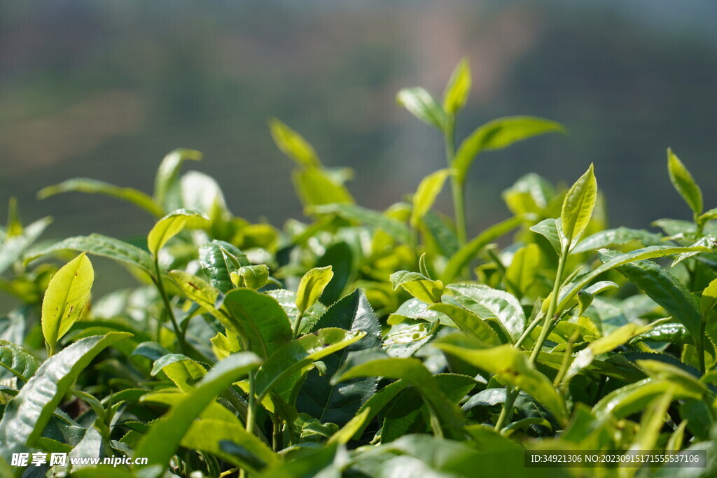 长势良好的普洱茶