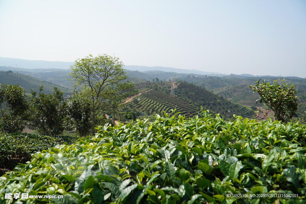 普洱茶茶树