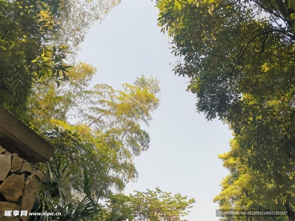 树林