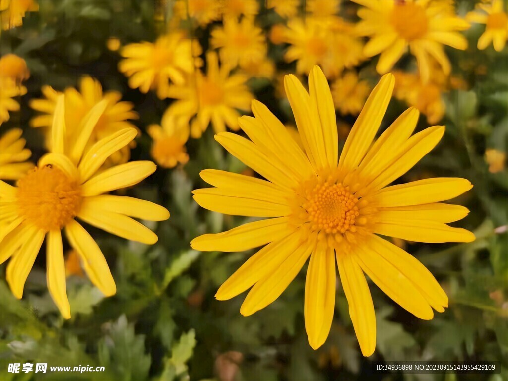 小黄花