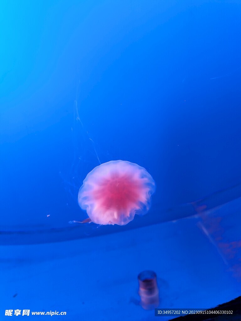 水母