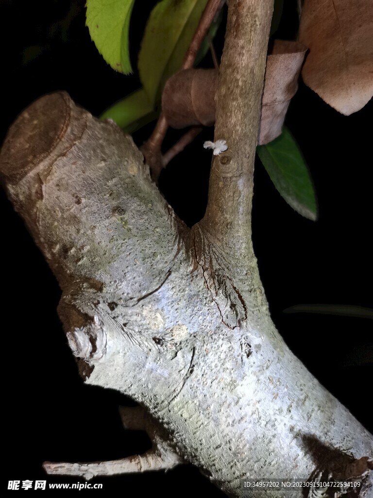 可爱的虫子