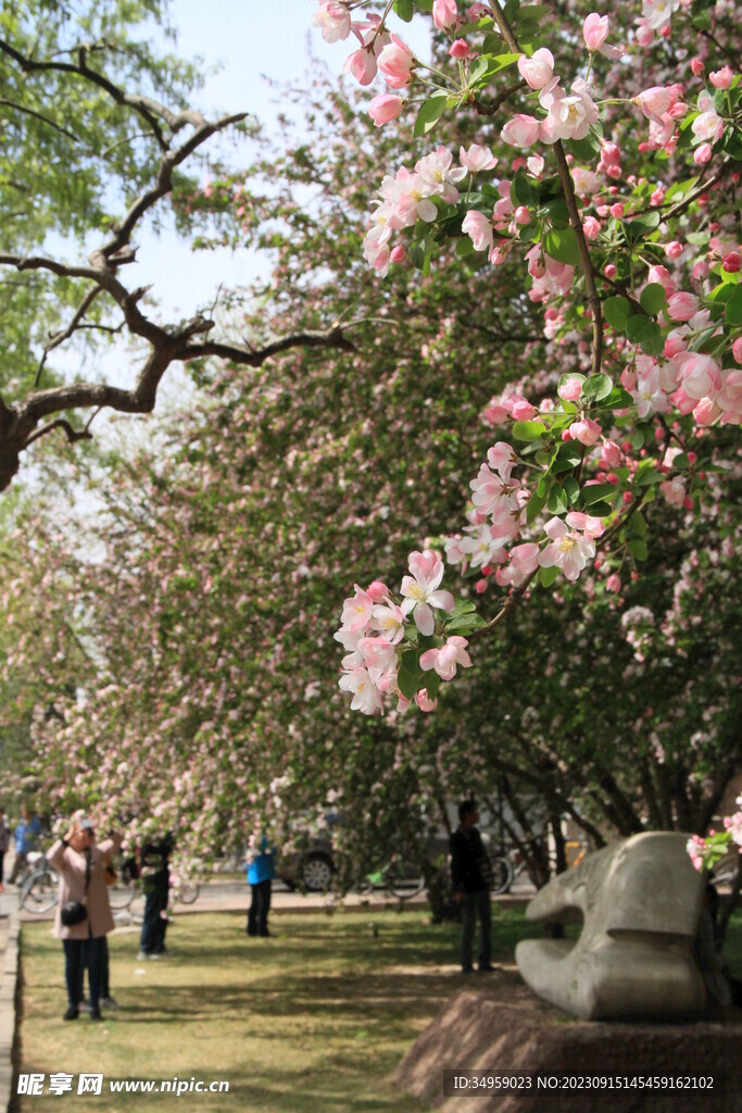 天津大学海棠花盛开