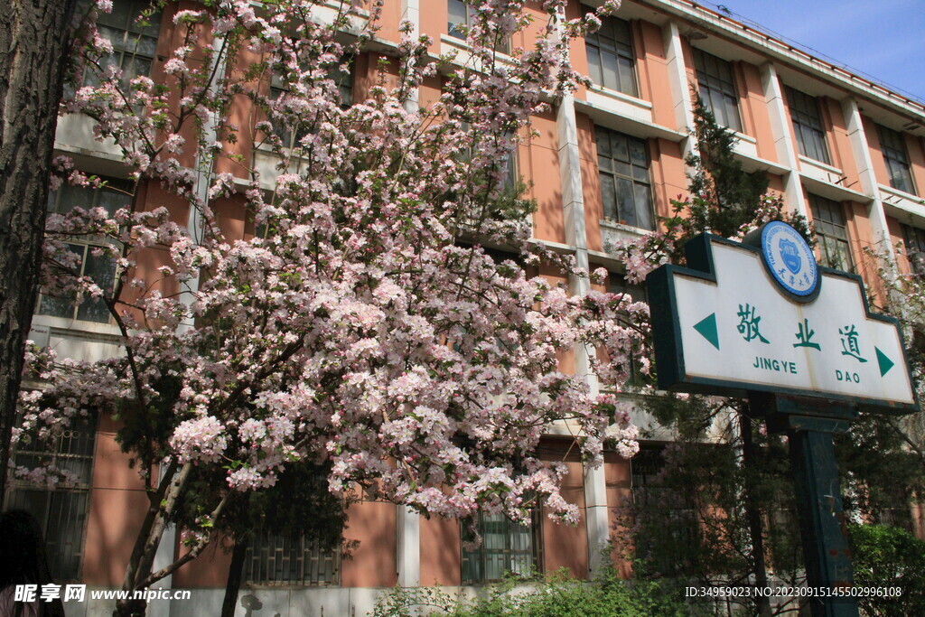 天津大学的海棠花