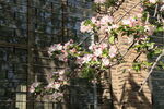 天津大学盛开的海棠花
