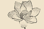 莲花线描