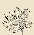莲花线描
