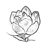 莲花线描