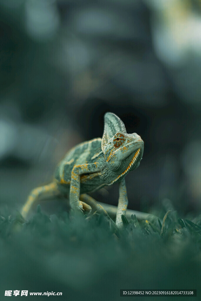 蜥蜴