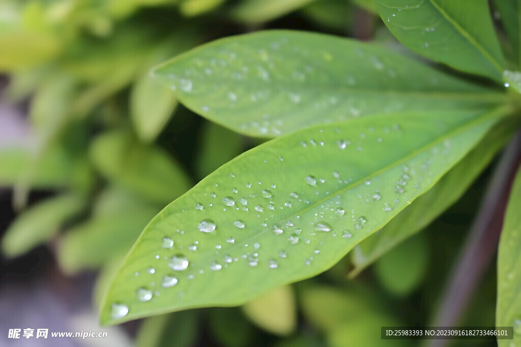 青草