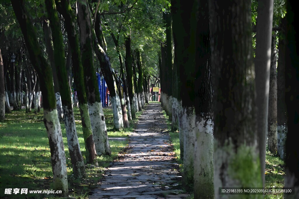 林中小路