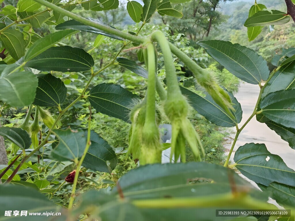 青草