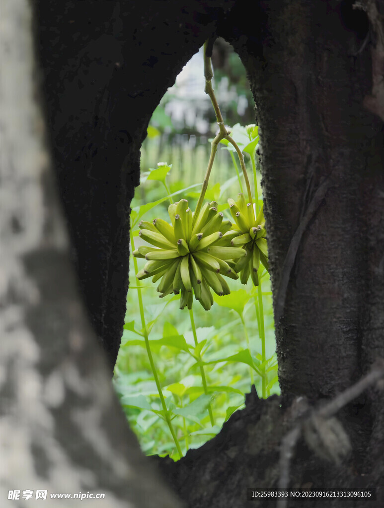 洞中观花