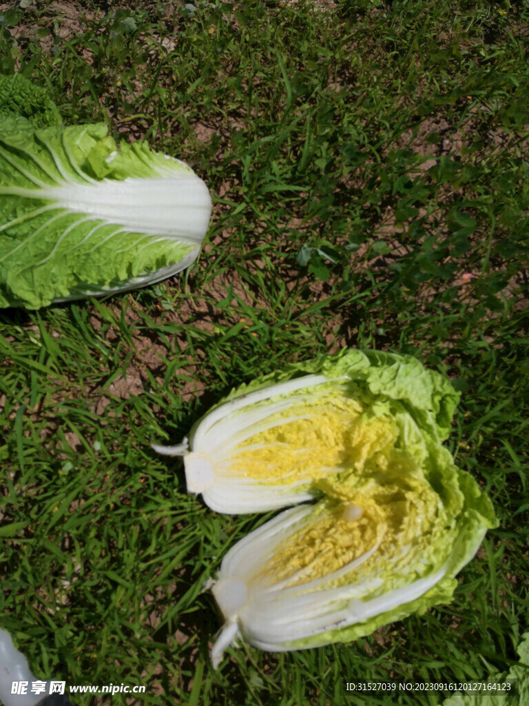 新鲜娃娃菜摄影图