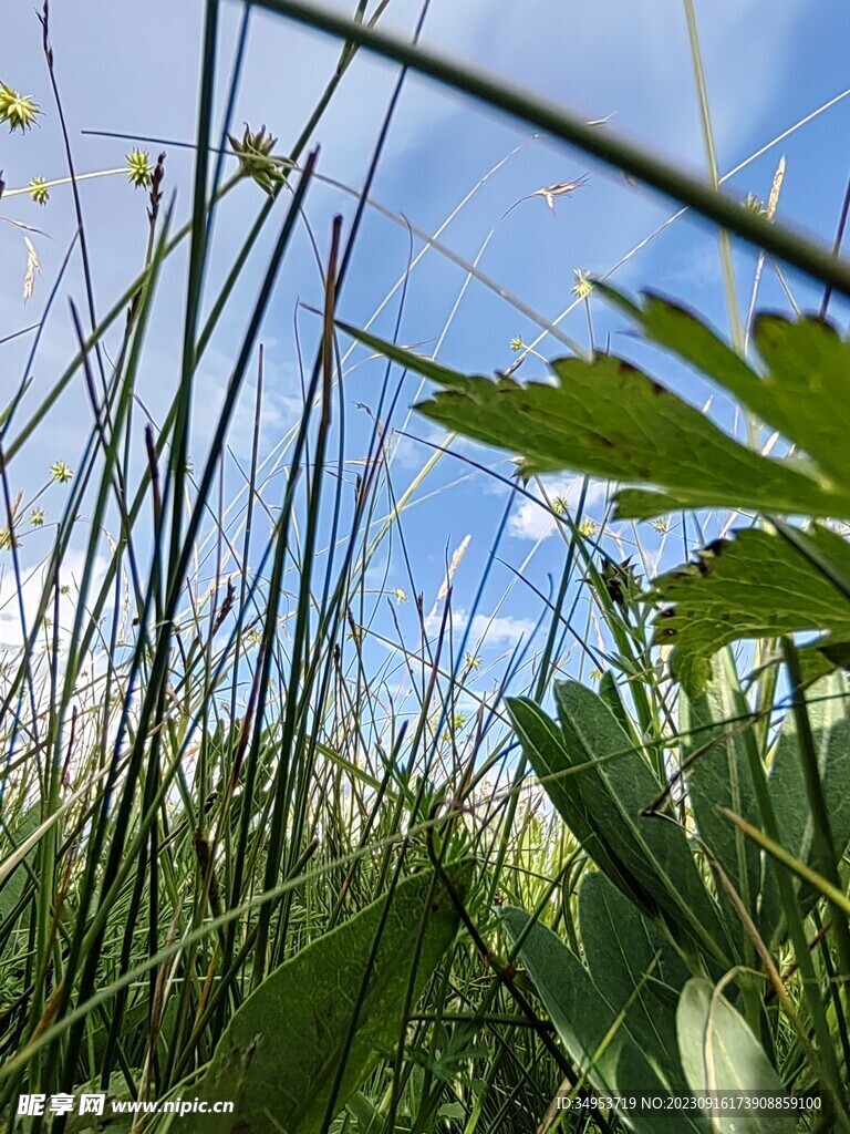 一株草
