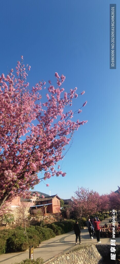 桃花